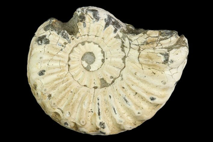 Ammonite (Pleuroceras) Fossil - Germany #125379
